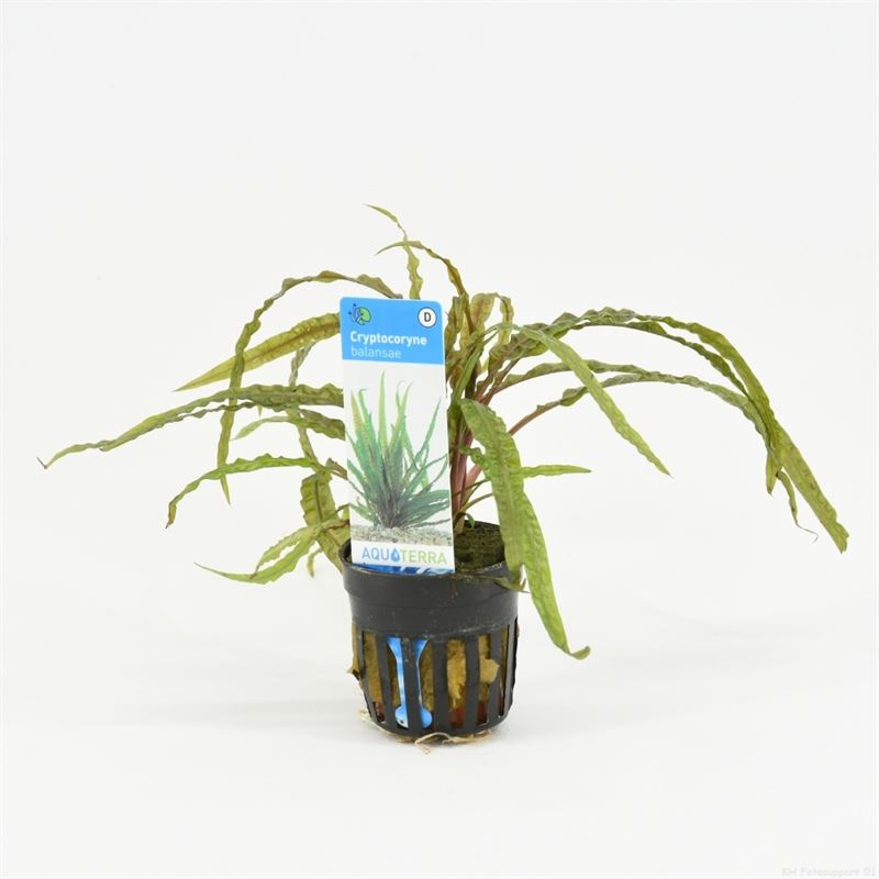 6x Cryptocoryne Balansae